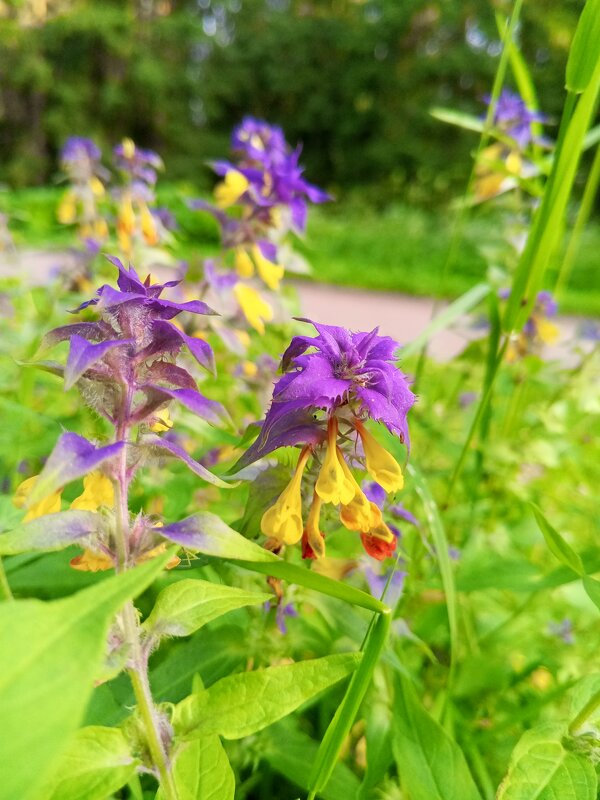 Иван-да-марья - Сапсан Иван-да-марья - Сапсан