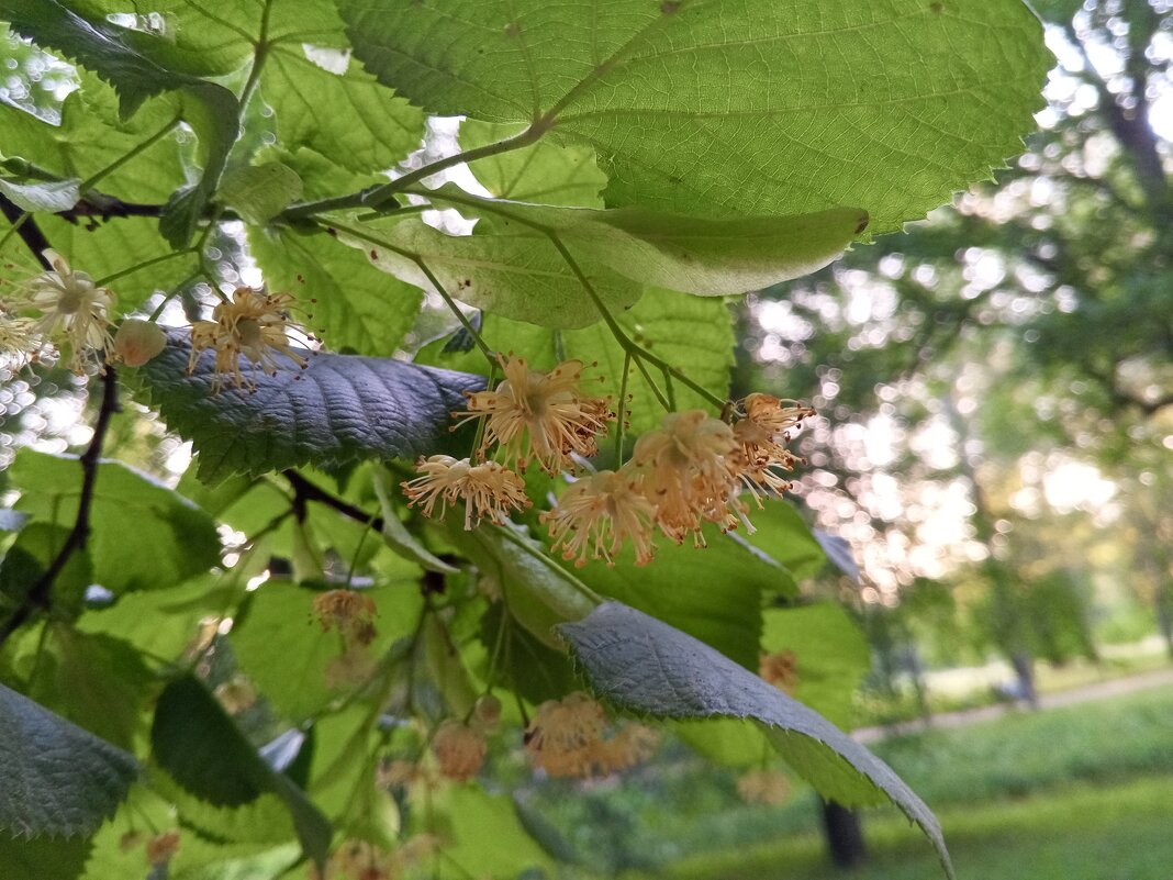 Липа - Сапсан 