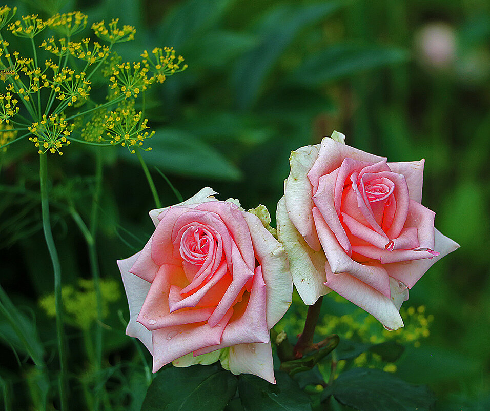 Парочка июльских красавиц - Светлана Парочка июльских красавиц - Светлана