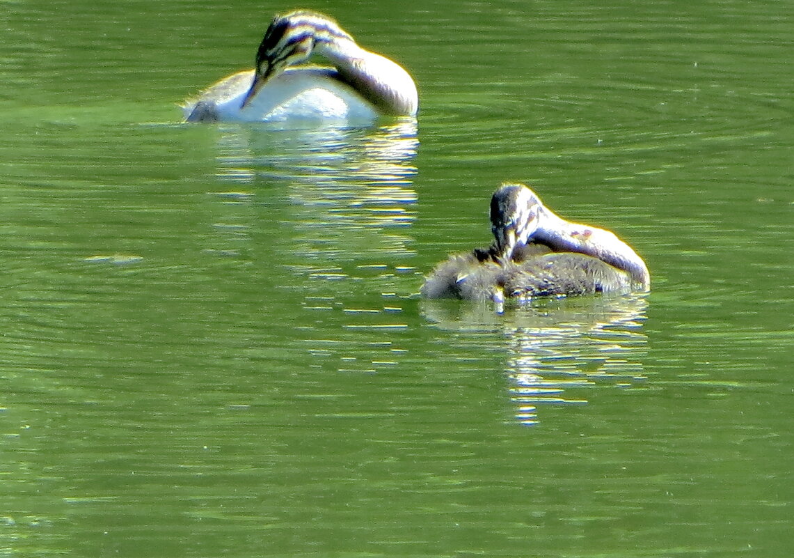 Утята чомги - Александр Чеботарь