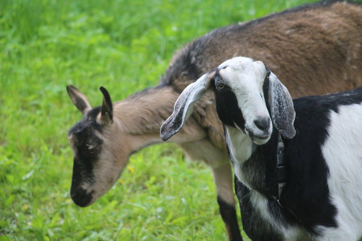 Завсегдатаи Орловского парка - Наталья Герасимова