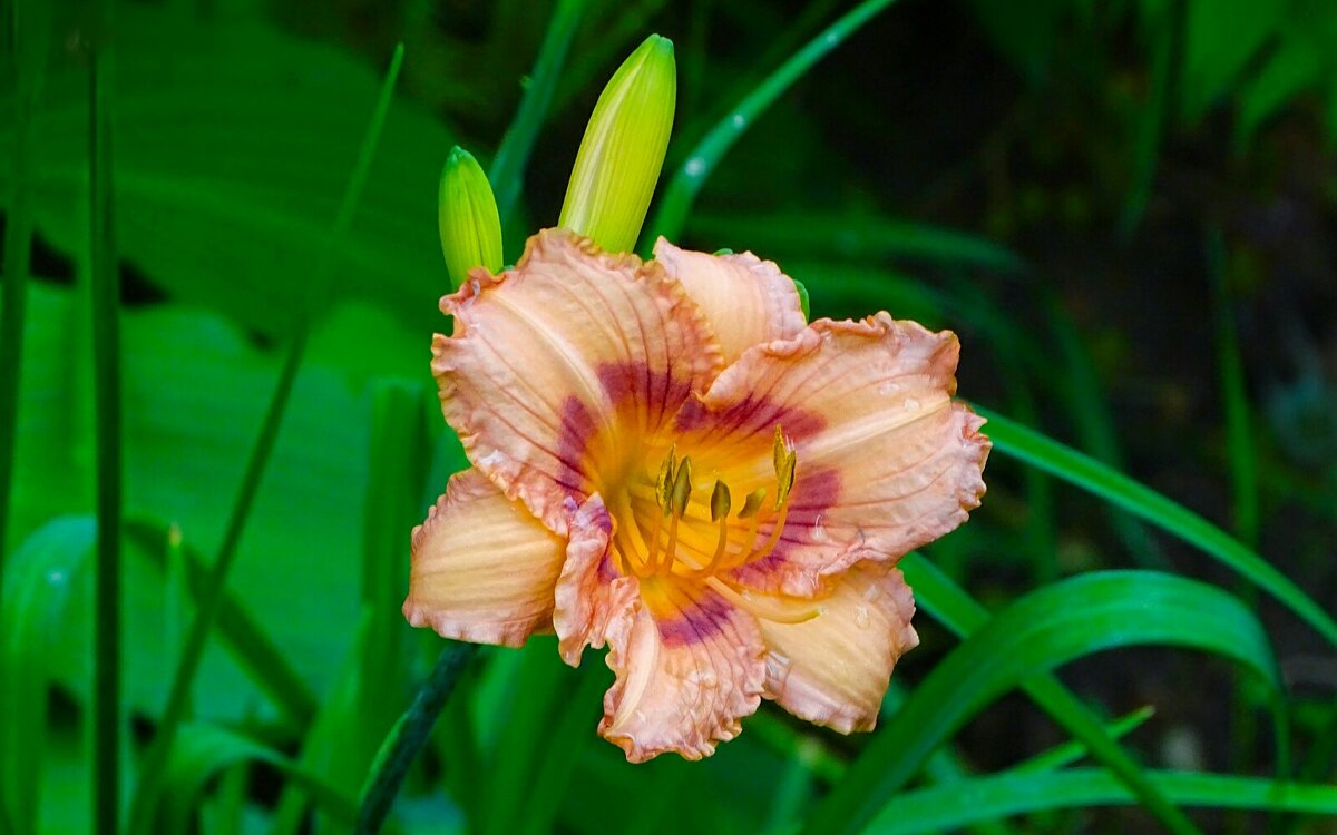 Городские цветы. - Милешкин Владимир Алексеевич 