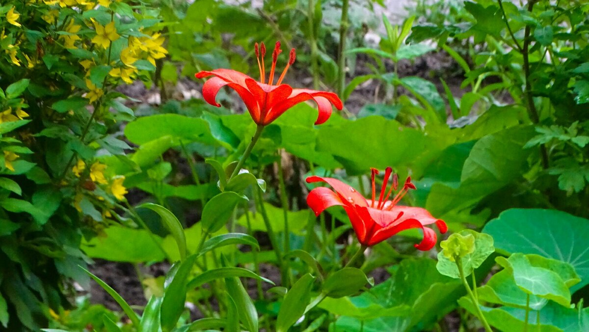Городские цветы. - Милешкин Владимир Алексеевич 