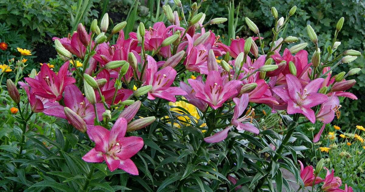 Лилии умытые дождем. - сергей ермошкин