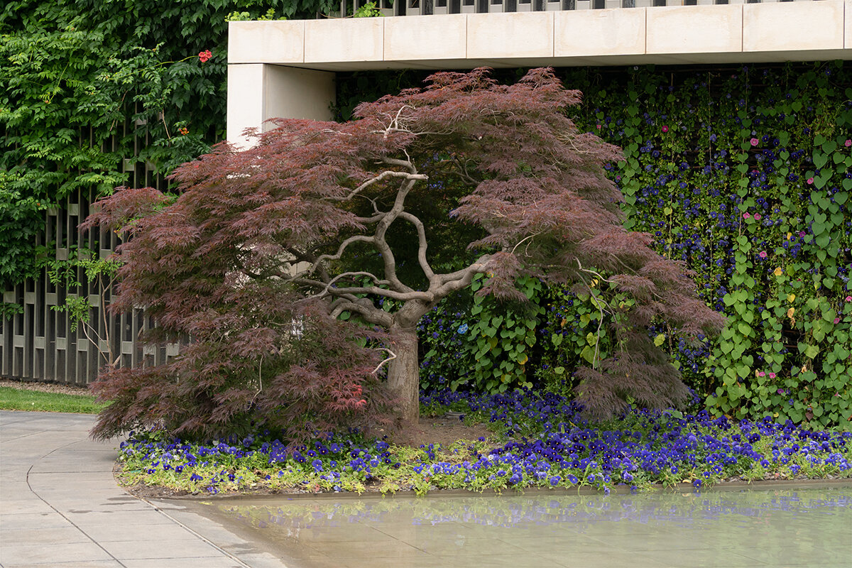 Прогулка в парке Галицкого - Игорь Сикорский Прогулка в парке Галицкого - Игорь Сикорский