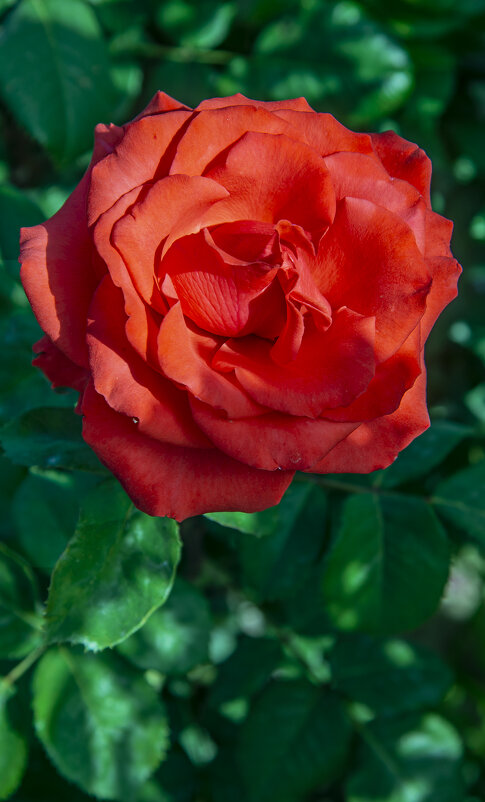 Роза - Анатолий Чикчирный Роза - Анатолий Чикчирный