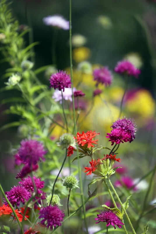 ВДНХ - Михаил Бибичков