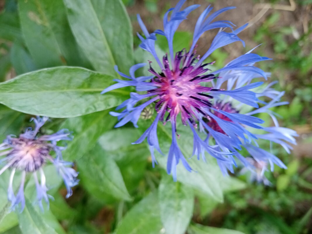 Цветы. - Владимир Драгунский