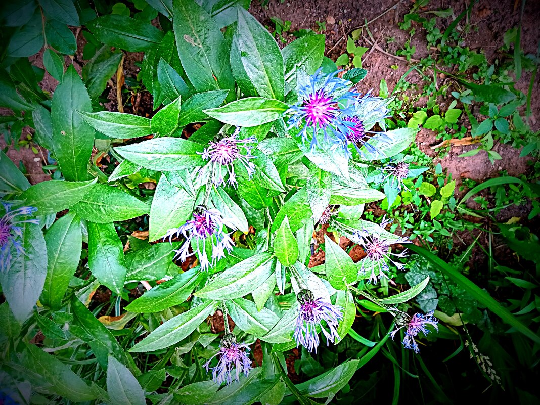 Цветы. - Владимир Драгунский