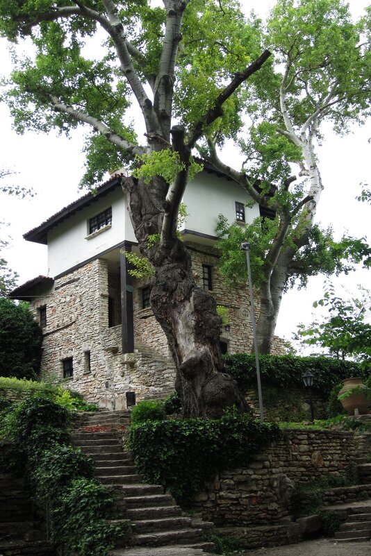 Ботанический сад Балчик - Натали 