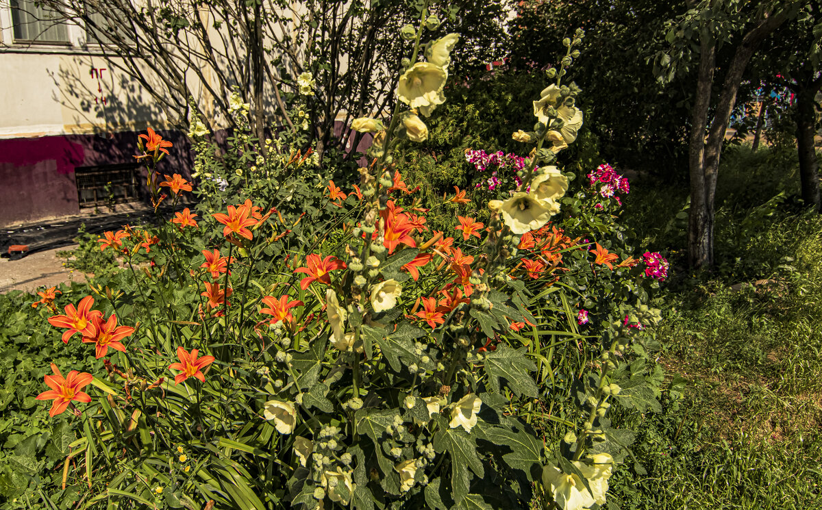 Июльское многоцветие. - Петр Беляков Июльское многоцветие. - Петр Беляков