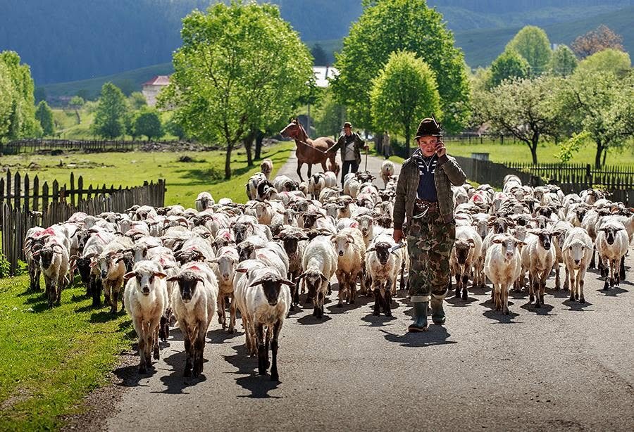 пастух веде отару на сніданок - Степан Карачко
