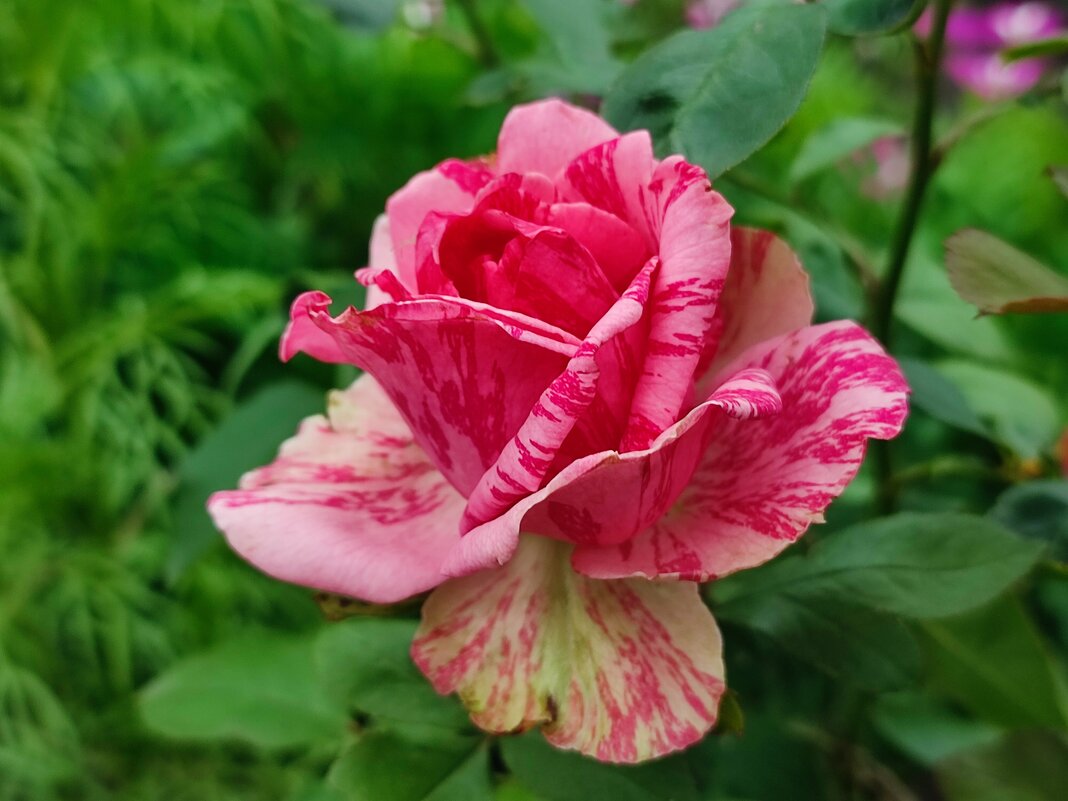 Королева цветов - Валентина Богатко 