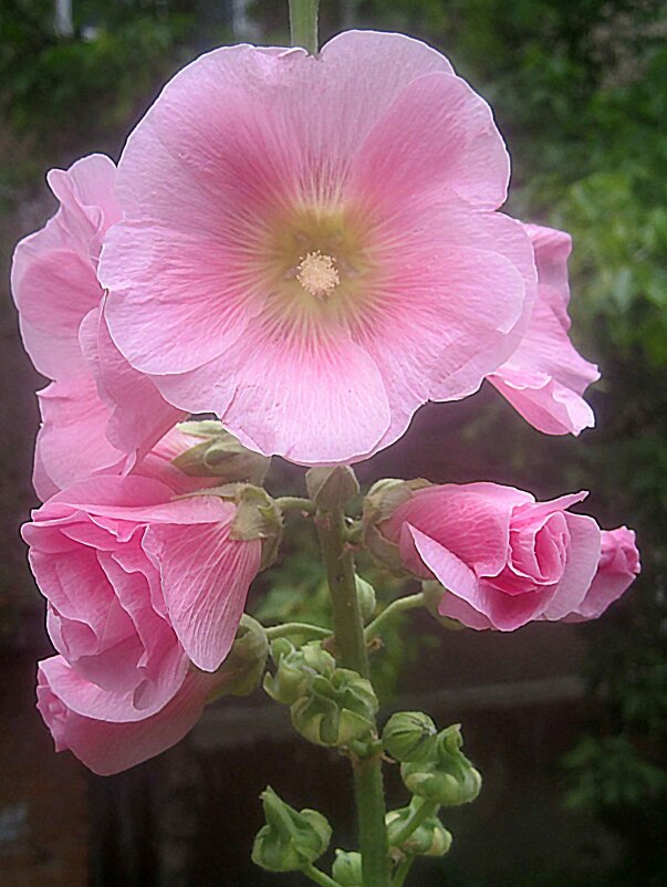 Мальва - Елена Семигина