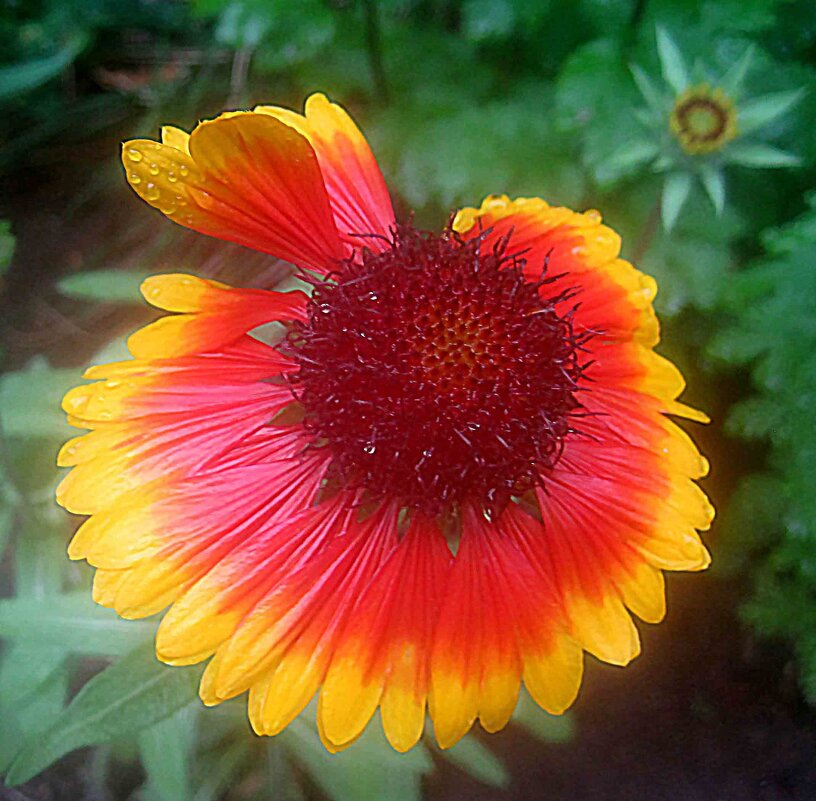 Летний - Елена Семигина