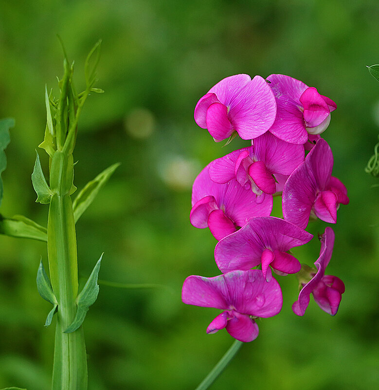 Душистый горошек - Светлана Душистый горошек - Светлана