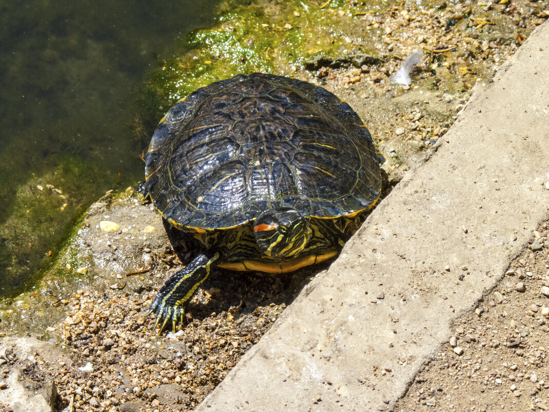 Черепашка - Валентин Семчишин Черепашка - Валентин Семчишин