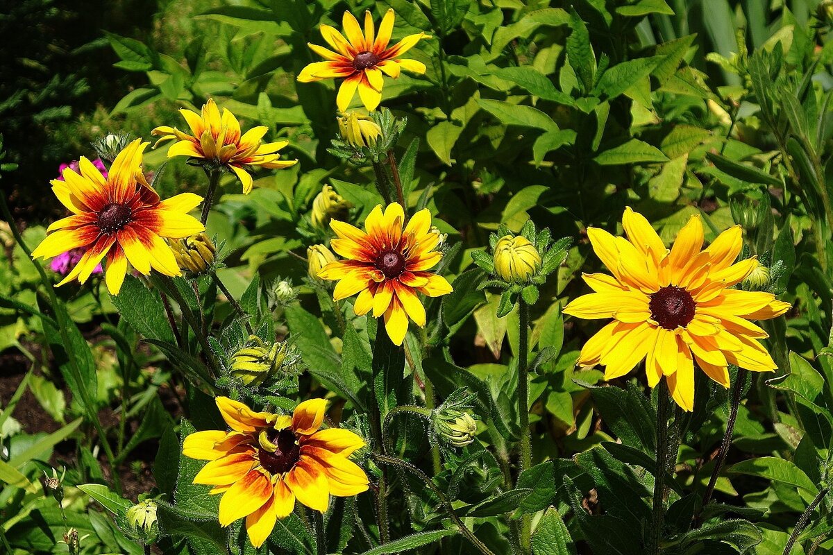 Рудбекия - Рита Симонова