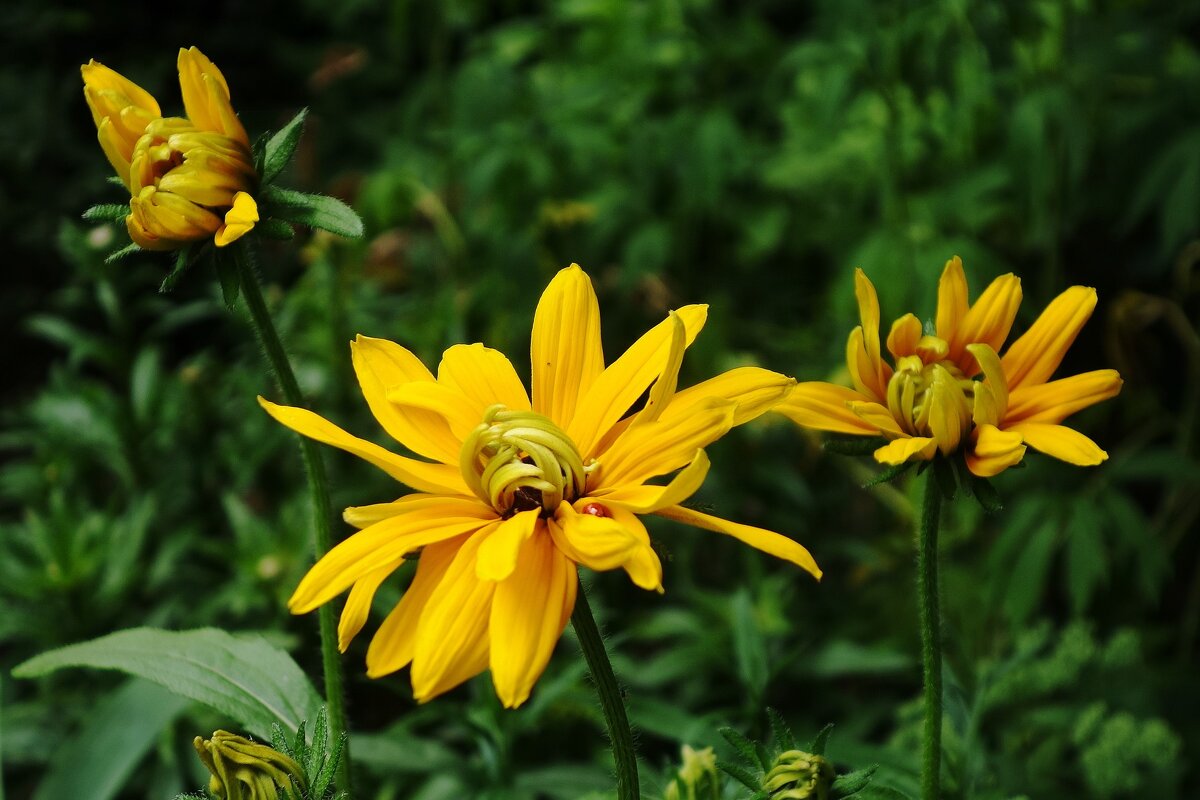 Рудбекия - Рита Симонова