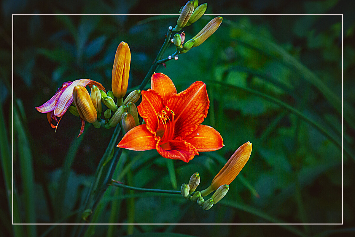 Этюд с лилией - Владимир Кроливец