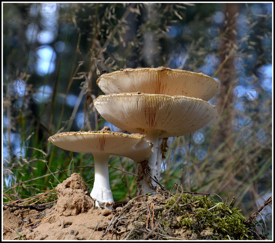 Лучше не трогать... - Aleksandr Gal