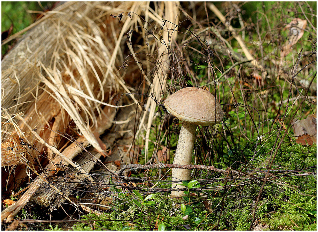 С подберезовиком... - Aleksandr Gal