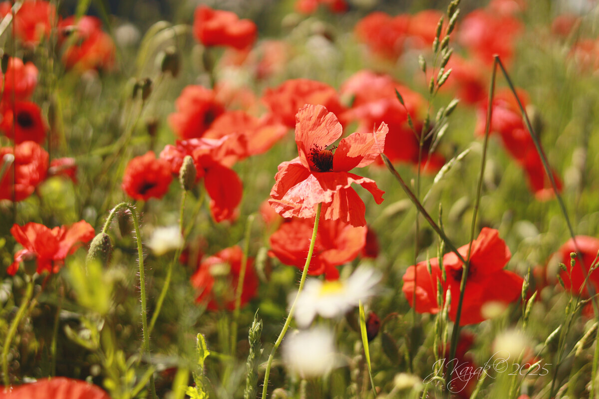 *** - Елена Kазак (selena1965)