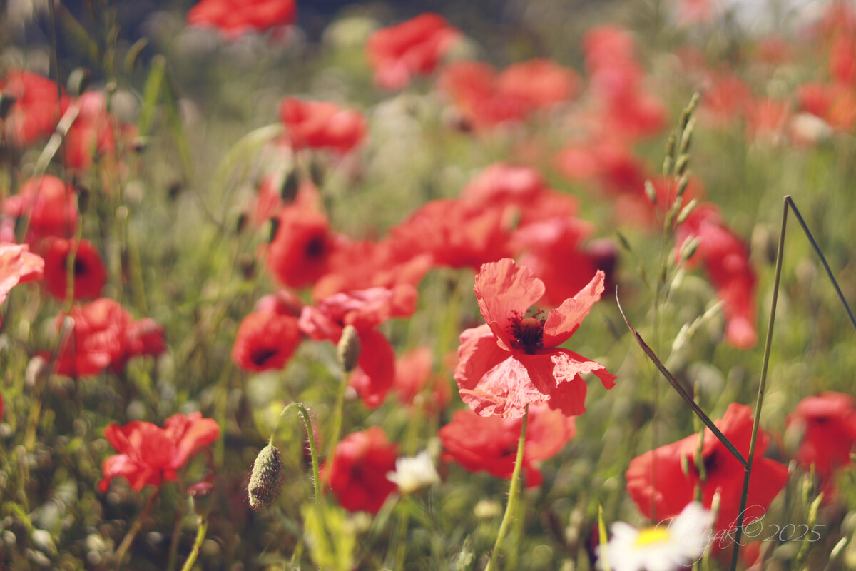 *** - Елена Kазак (selena1965)