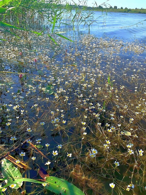 Кружевное чудо на воде. - Ольга Довженко