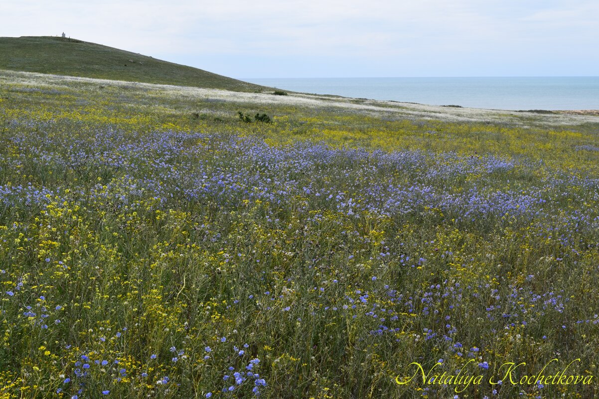 Природа Крыма - Amazing Cosmea