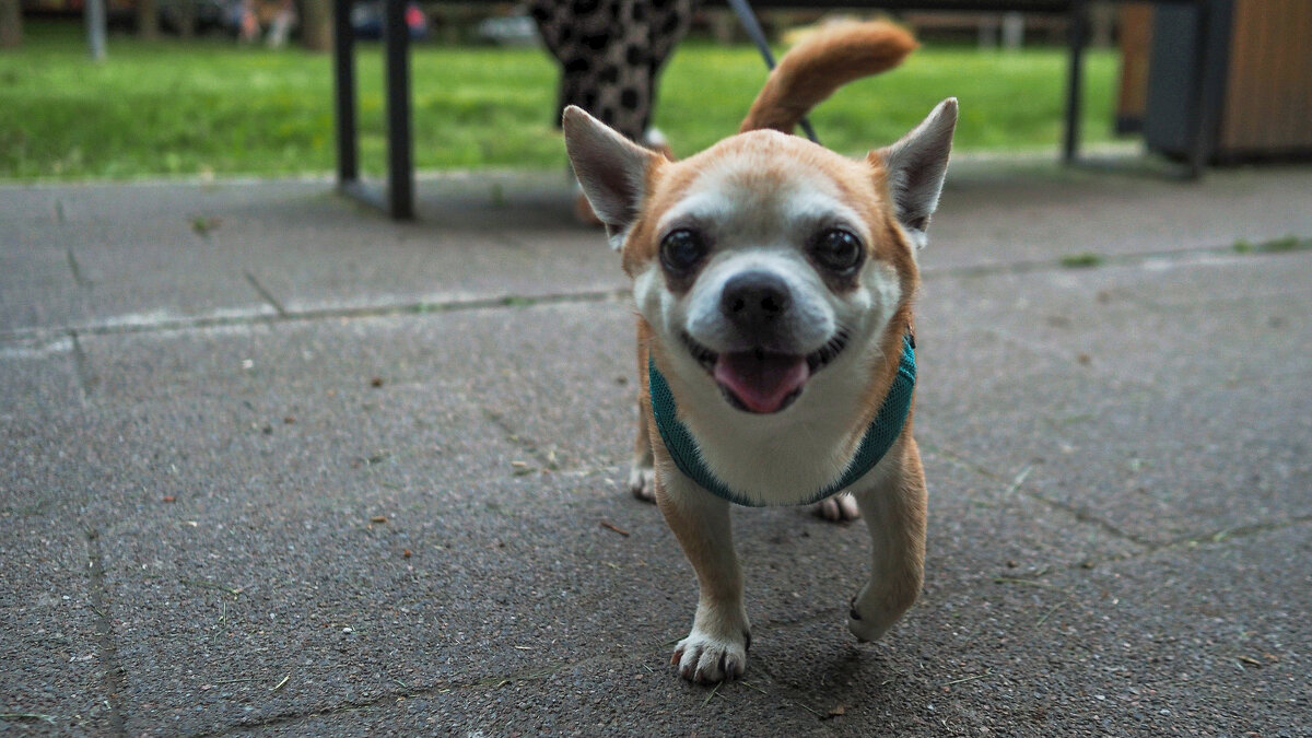 Кроха - юрий поляков