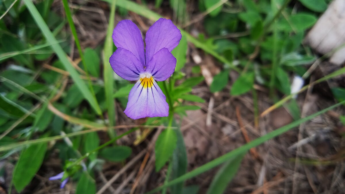 лесная фиалка - Елена Шаламова
