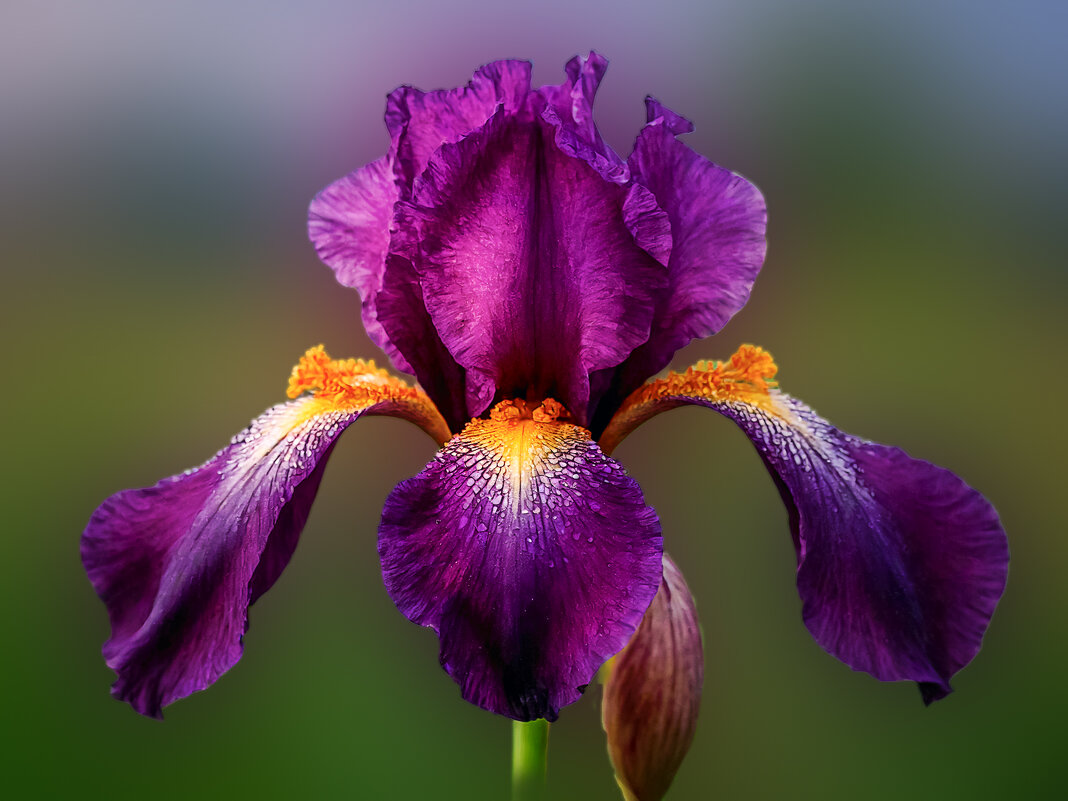 Ирис - Aleksey Afonin Ирис - Aleksey Afonin