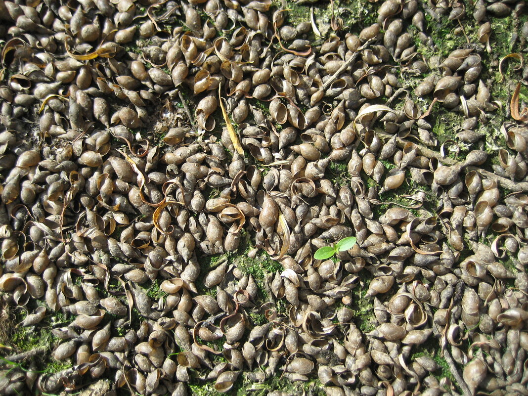 Ракушки прудовиков - Anna Ivanova Ракушки прудовиков - Anna Ivanova