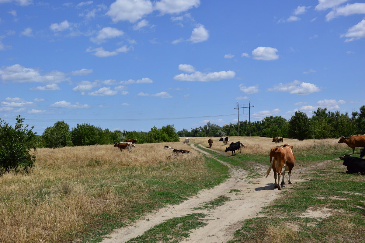 Мои дороги. - Виктор 
