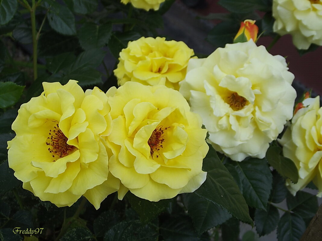 Жёлтые розы - Freddy 97