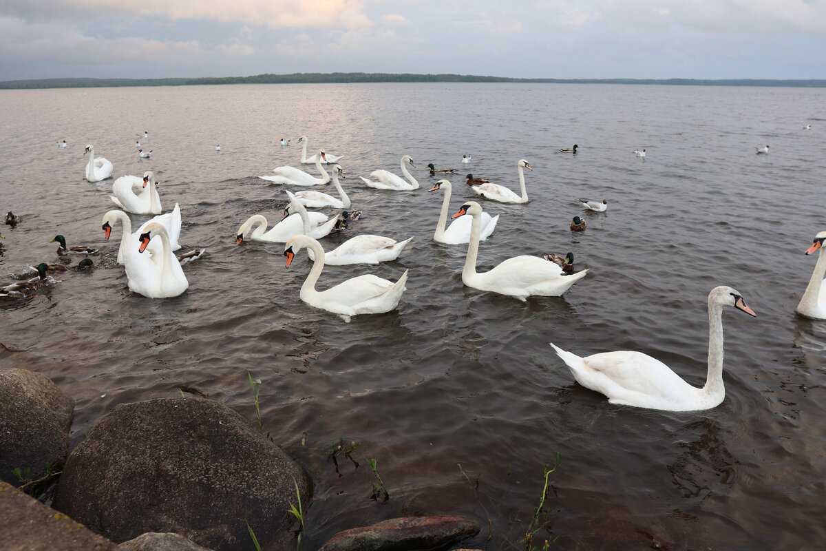 Себежское озеро - skijumper Иванов