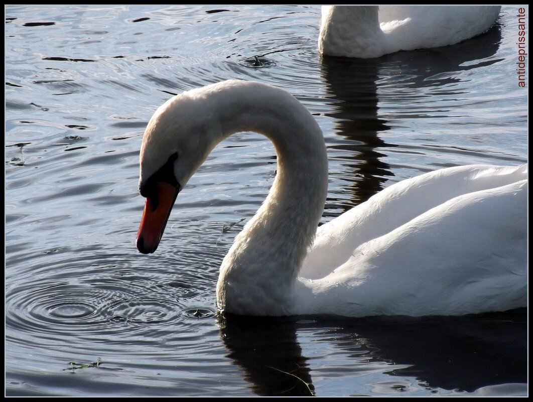 Лебеди на Елагином острове...СПБ... - vadim 