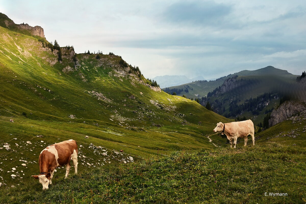 summer - Elena Wymann