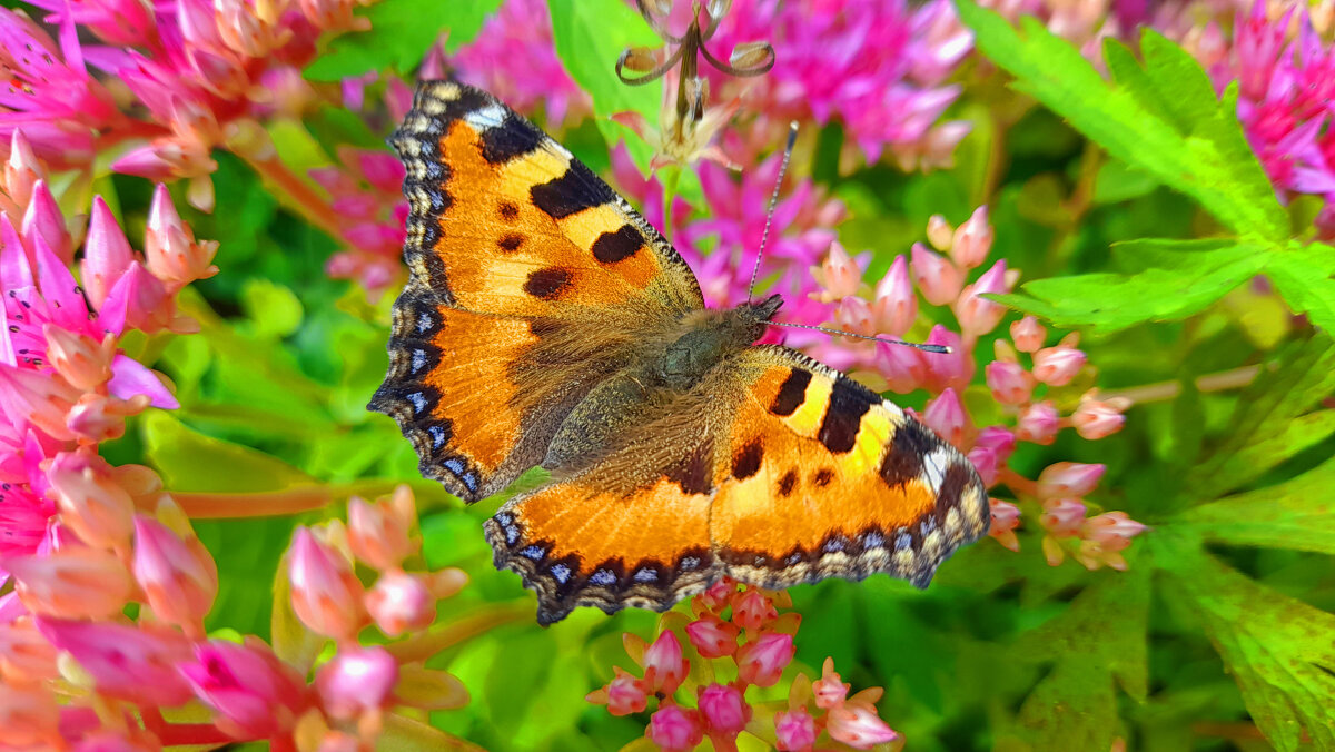 ... - Наталья ... - Наталья