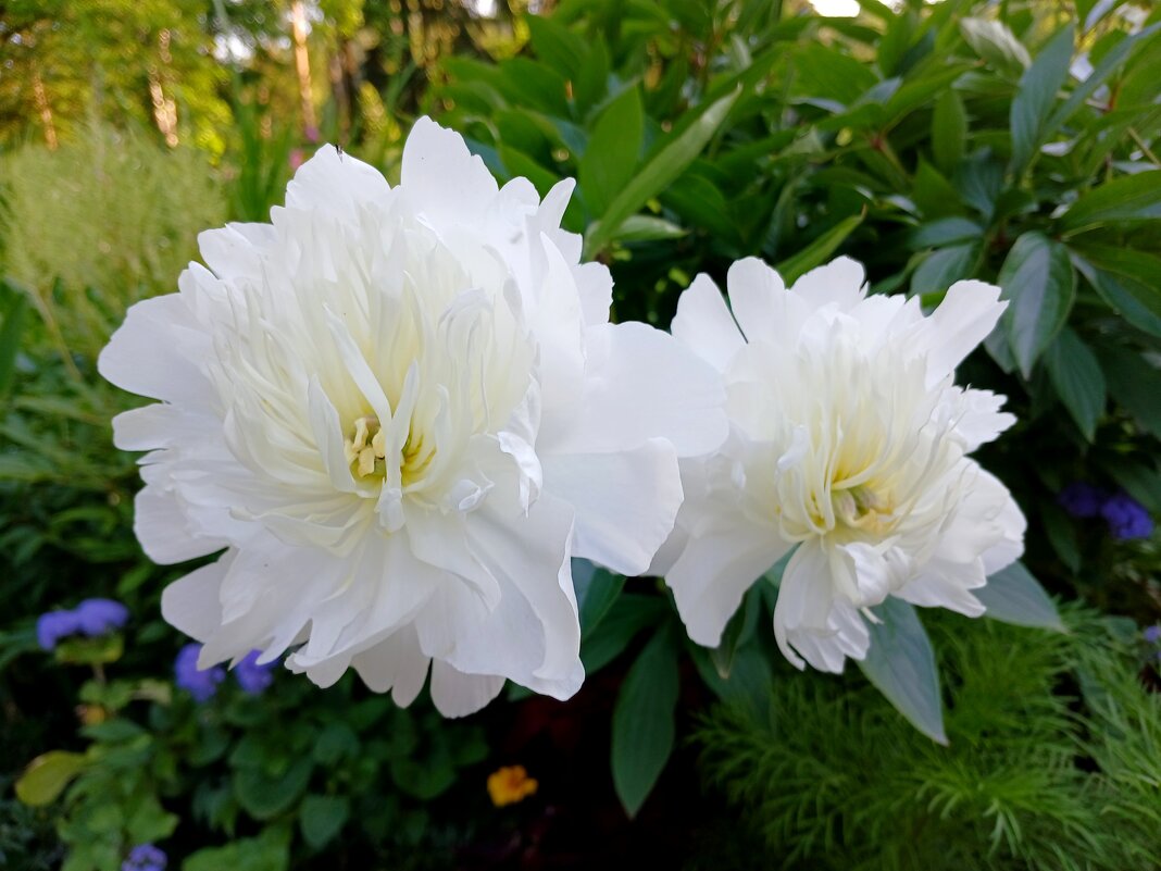 Нежная пара. - Лия ☼ Нежная пара. - Лия ☼