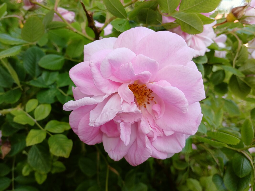 Дикая роза, шиповник. - Лия ☼