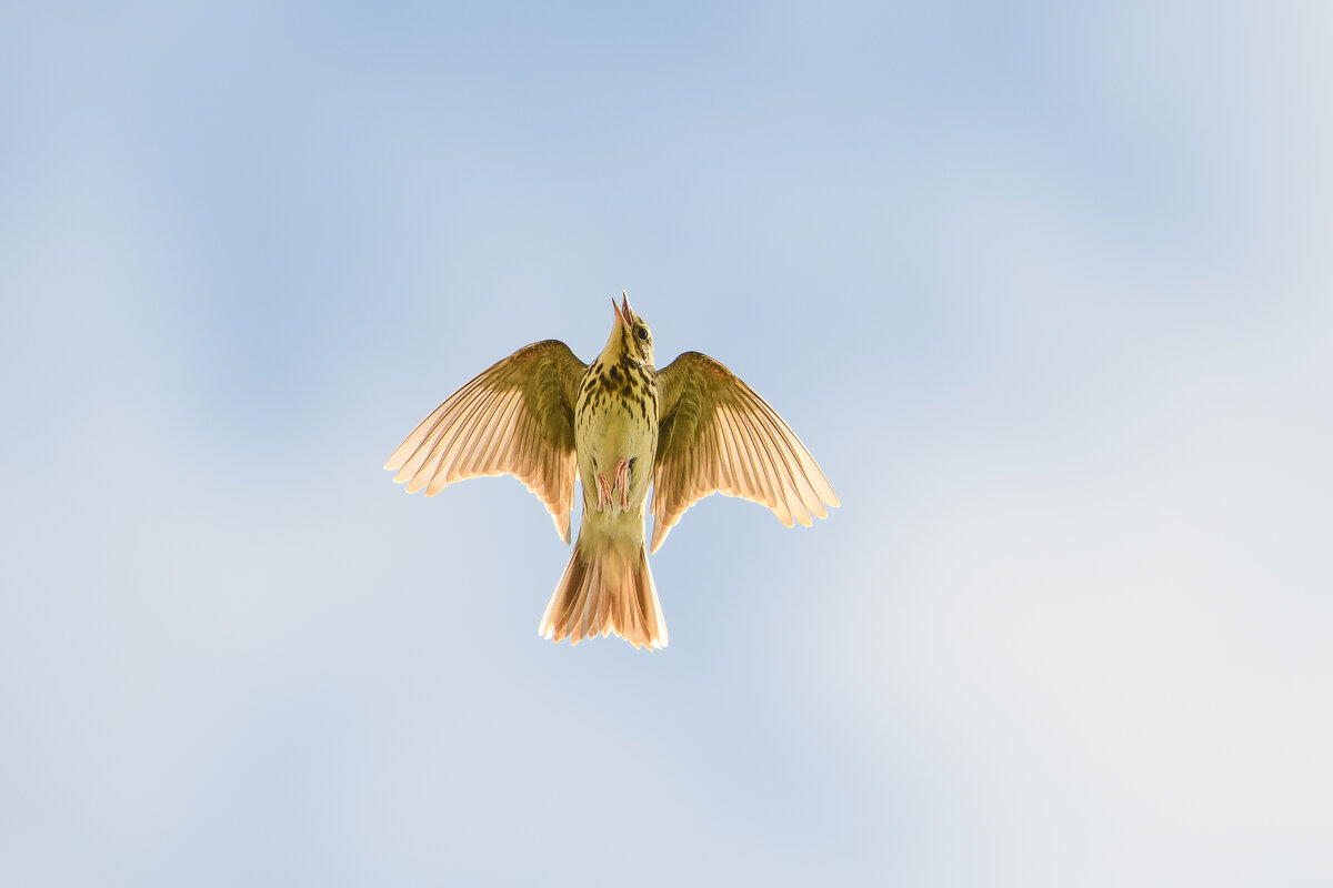 Лесной конёк в полёте надо мной - Дарья Меркулова Лесной конёк в полёте надо мной - Дарья Меркулова