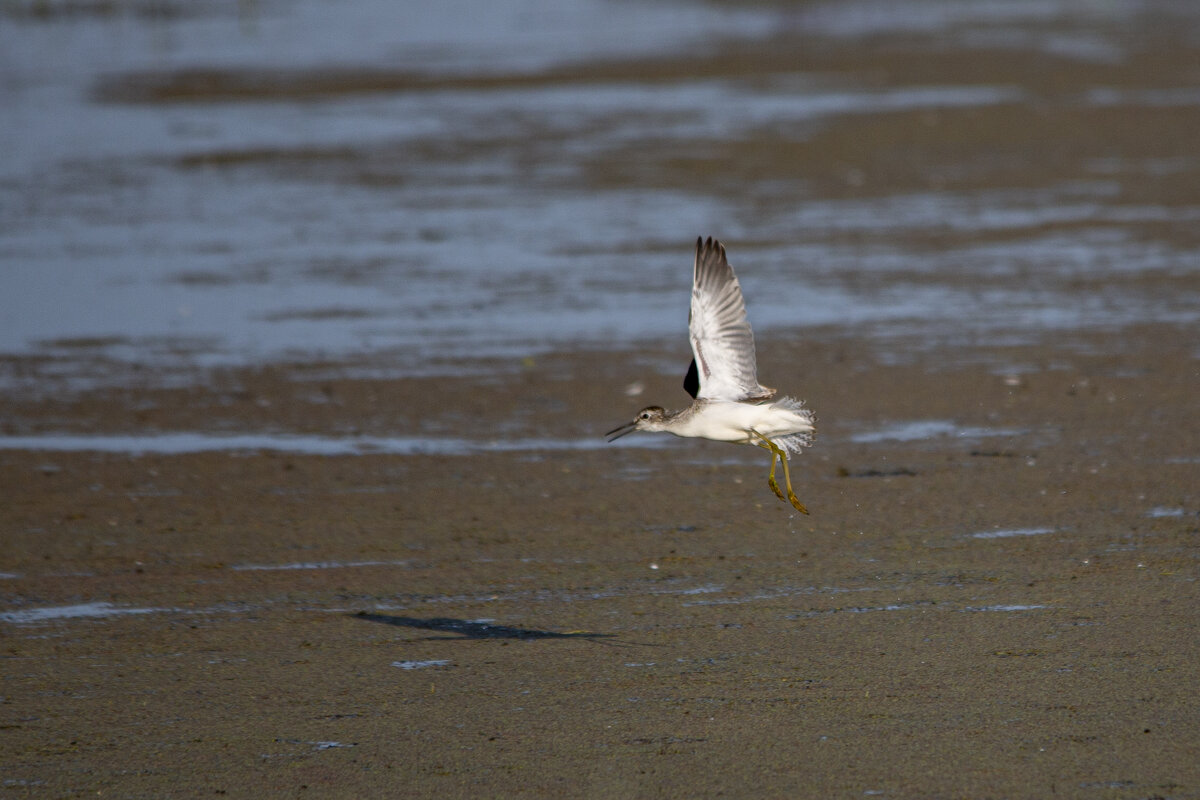 Поручейник - Barguzin_45 Иваныч