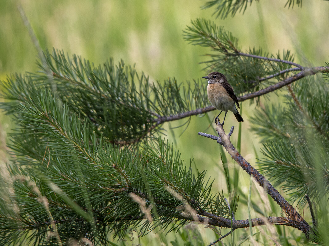 Чекан - Barguzin_45 Иваныч
