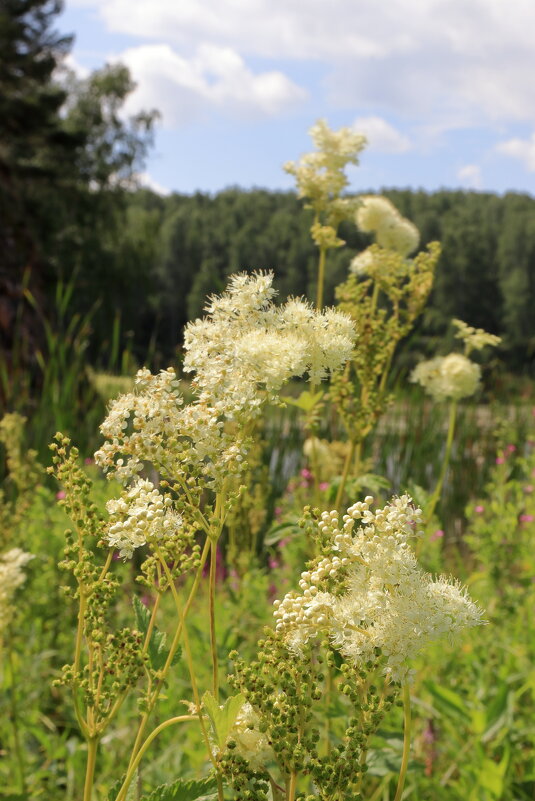 Таволга вязолистная - Александр Николаев