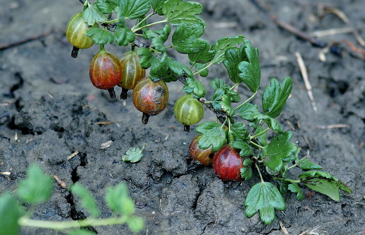 Дождь прошёл... - Николай Саржанов