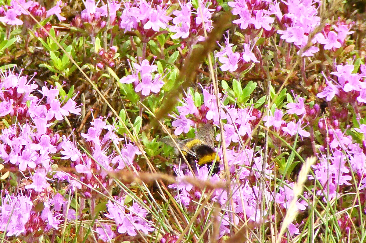 на опушке леса - gawrilа - dan