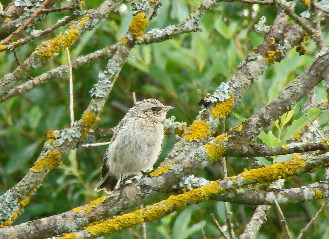 слеток лугового чекана - gawrilа - dan слеток лугового чекана - gawrilа - dan