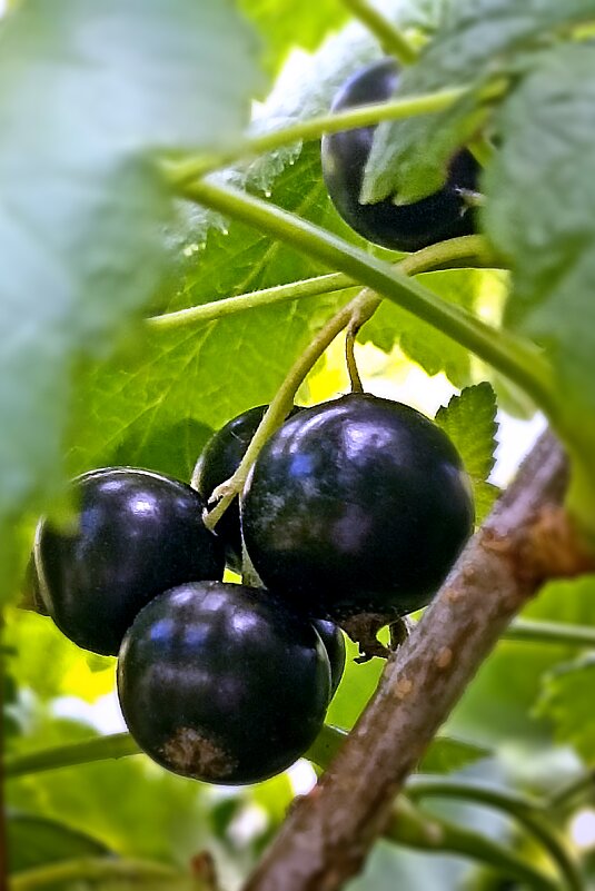 *** - Светлана Кузнецова